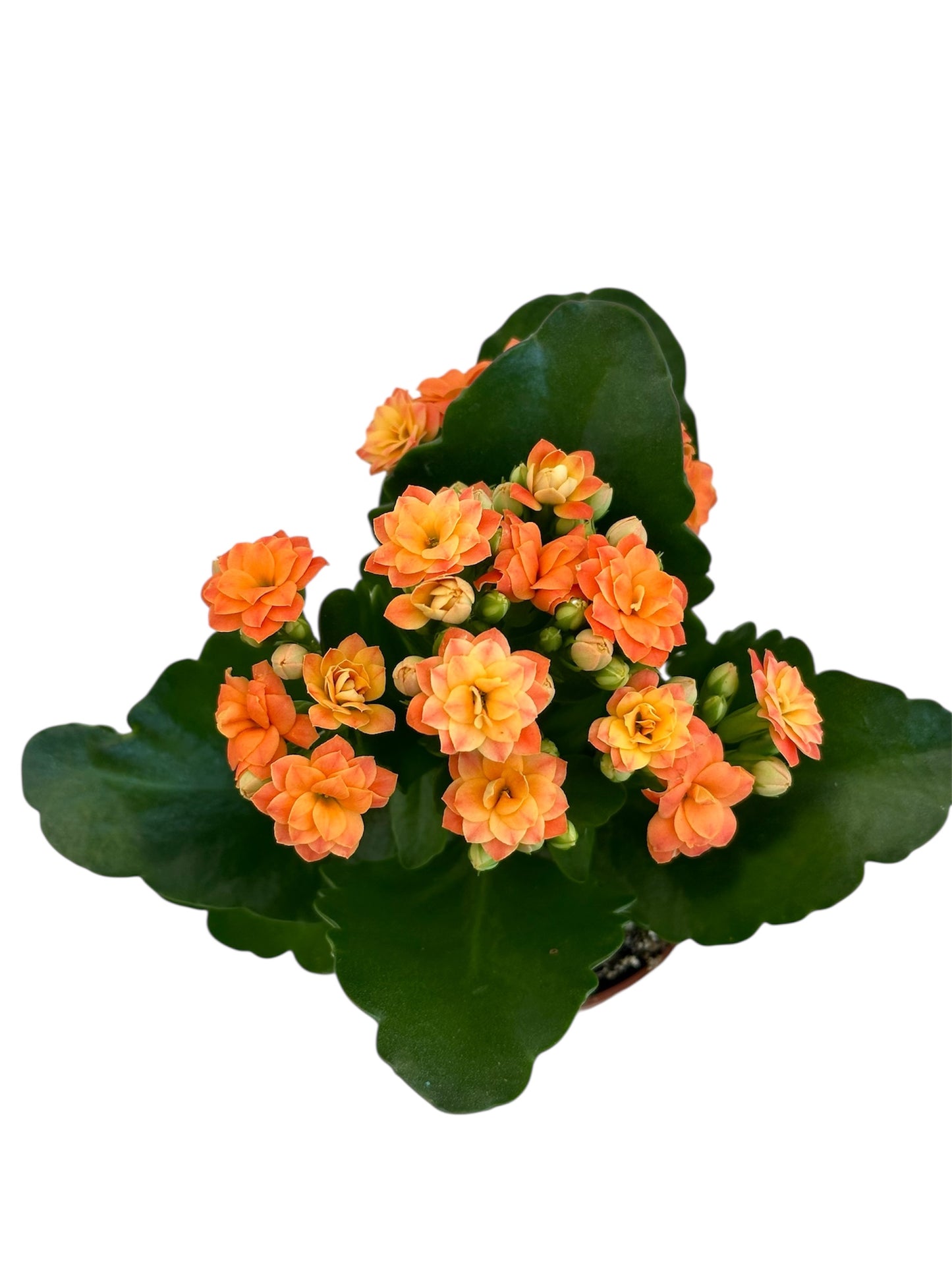 Παχύφυτο Καλαγχόη καλαντίβα πορτοκαλί Φ7εκ.