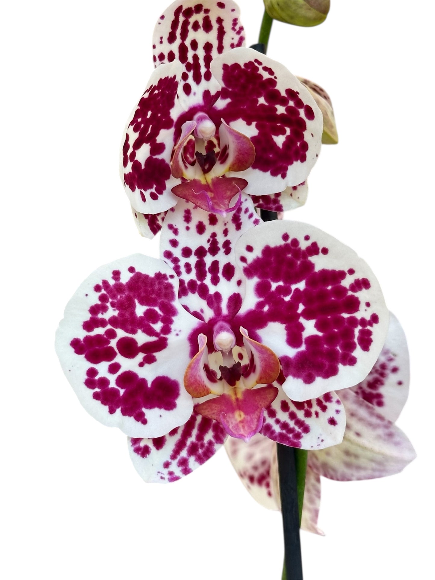 Ορχιδέα Φαλαίνοψις (Phalaenopsis) πουά Φ12εκ.