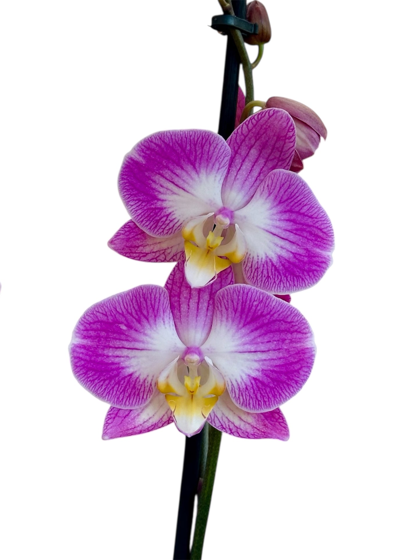 Ορχιδέα Φαλαίνοψις (Phalaenopsis) ομπρε split Φ12εκ.