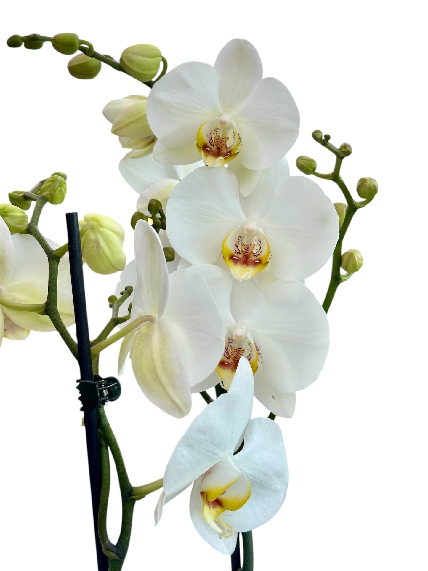 Ορχιδέα Φαλαίνοψις (Phalaenopsis) λευκή Φ12εκ.