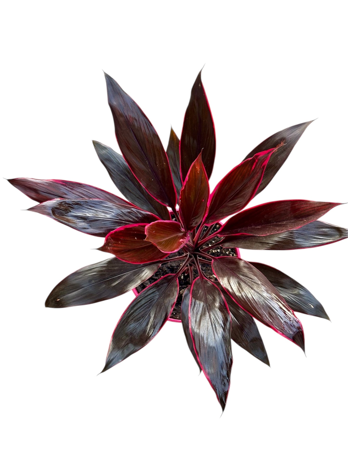 Δράκαινα Cordyline fruticosa Φ19εκ.