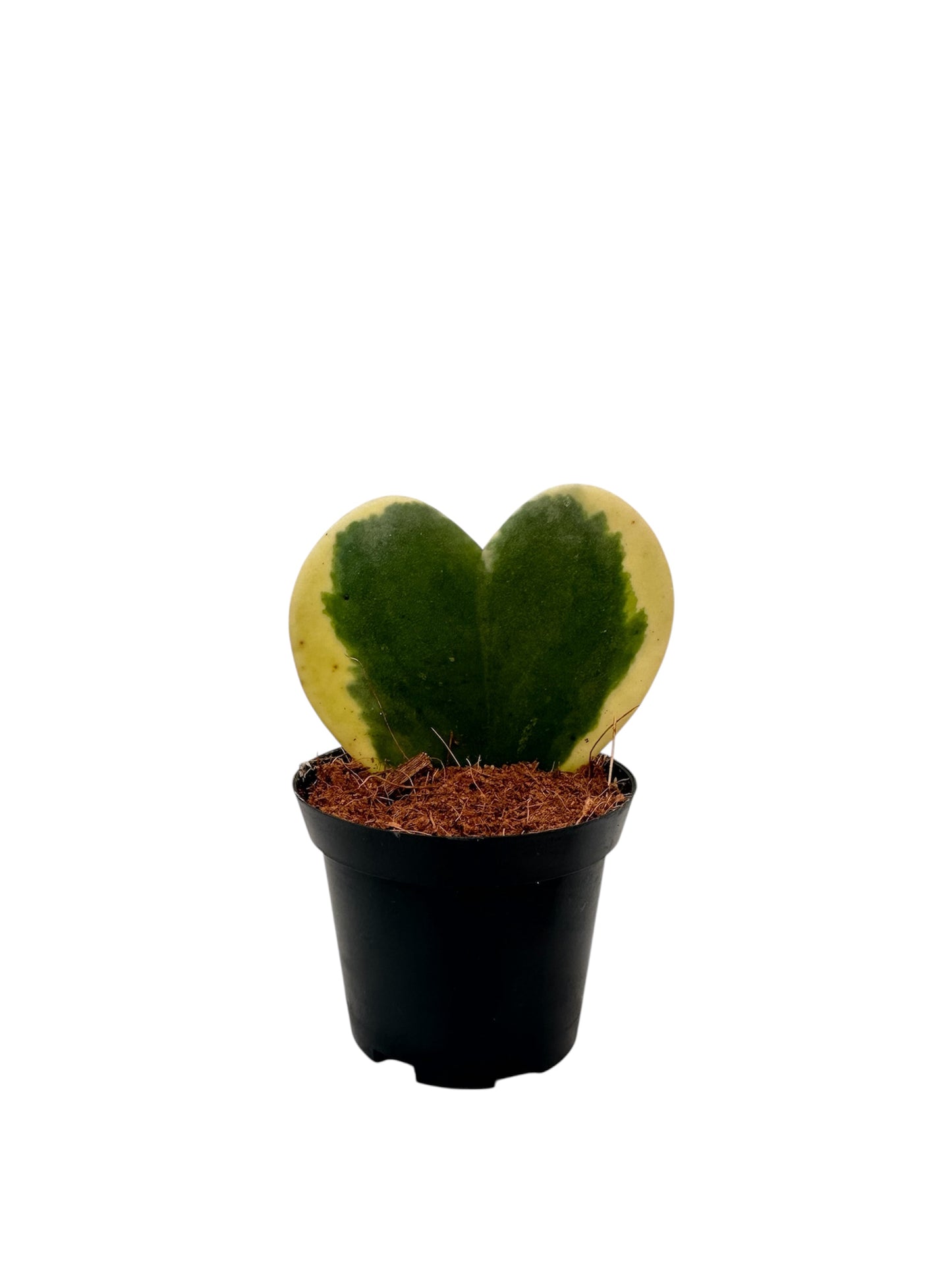 Παχύφυτο hoya kerrii 'variegata' Φ7εκ.