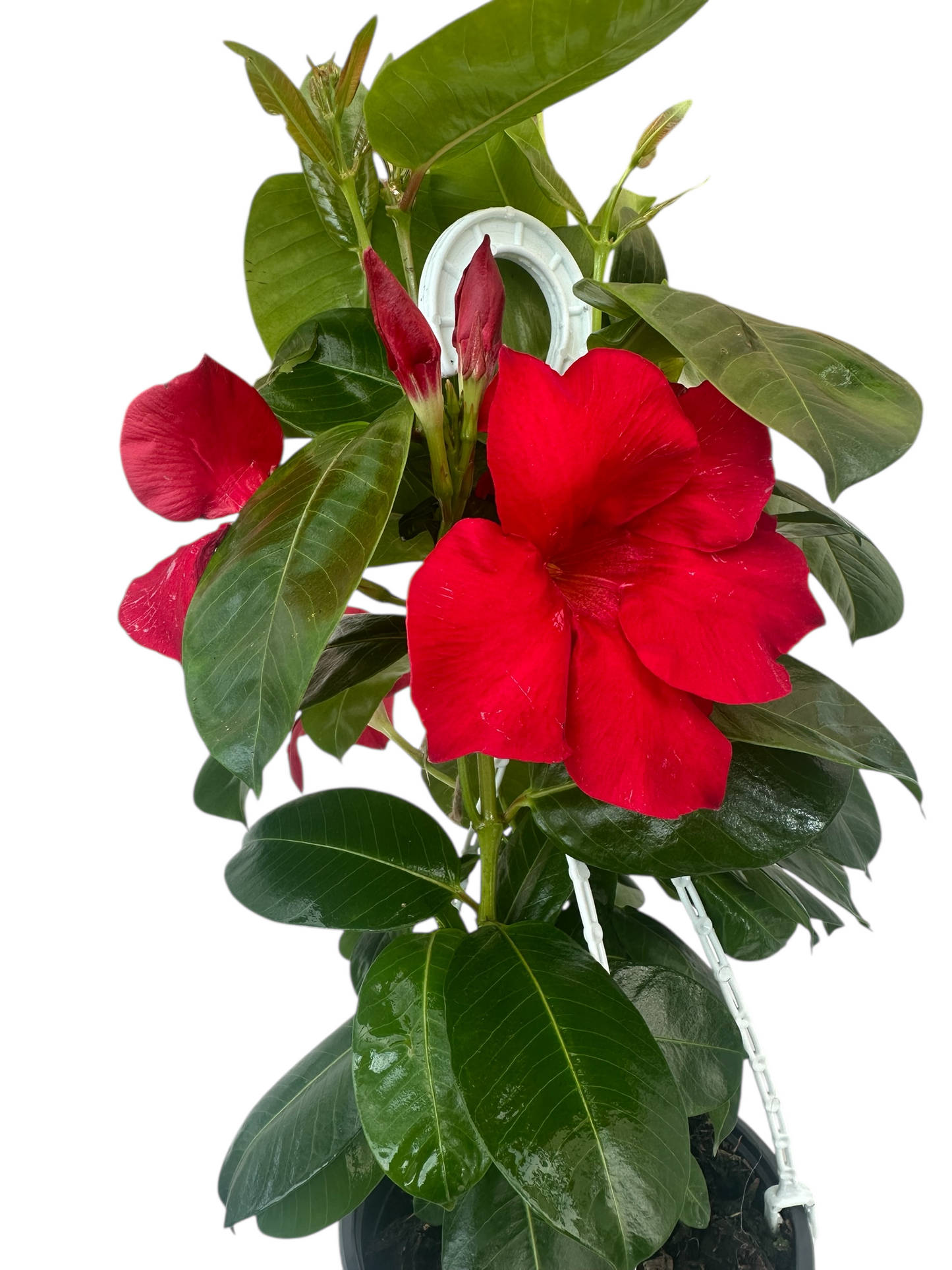 Διπλαδένια Κόκκινη - Mandevilla sanderi Φ17εκ.