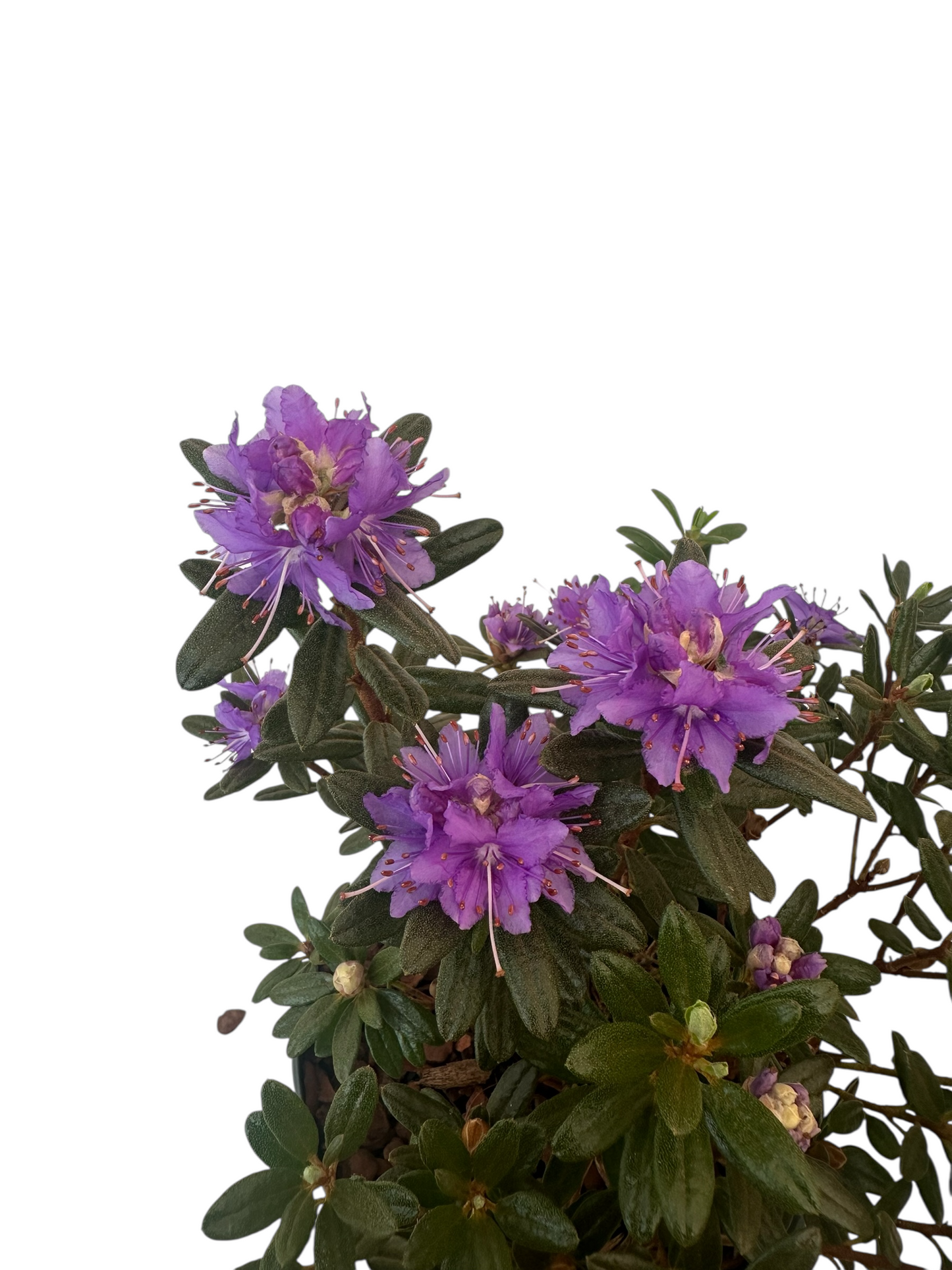 Ροδόδενδρο Azurika μωβ - Rhododendron impeditum Φ17εκ.