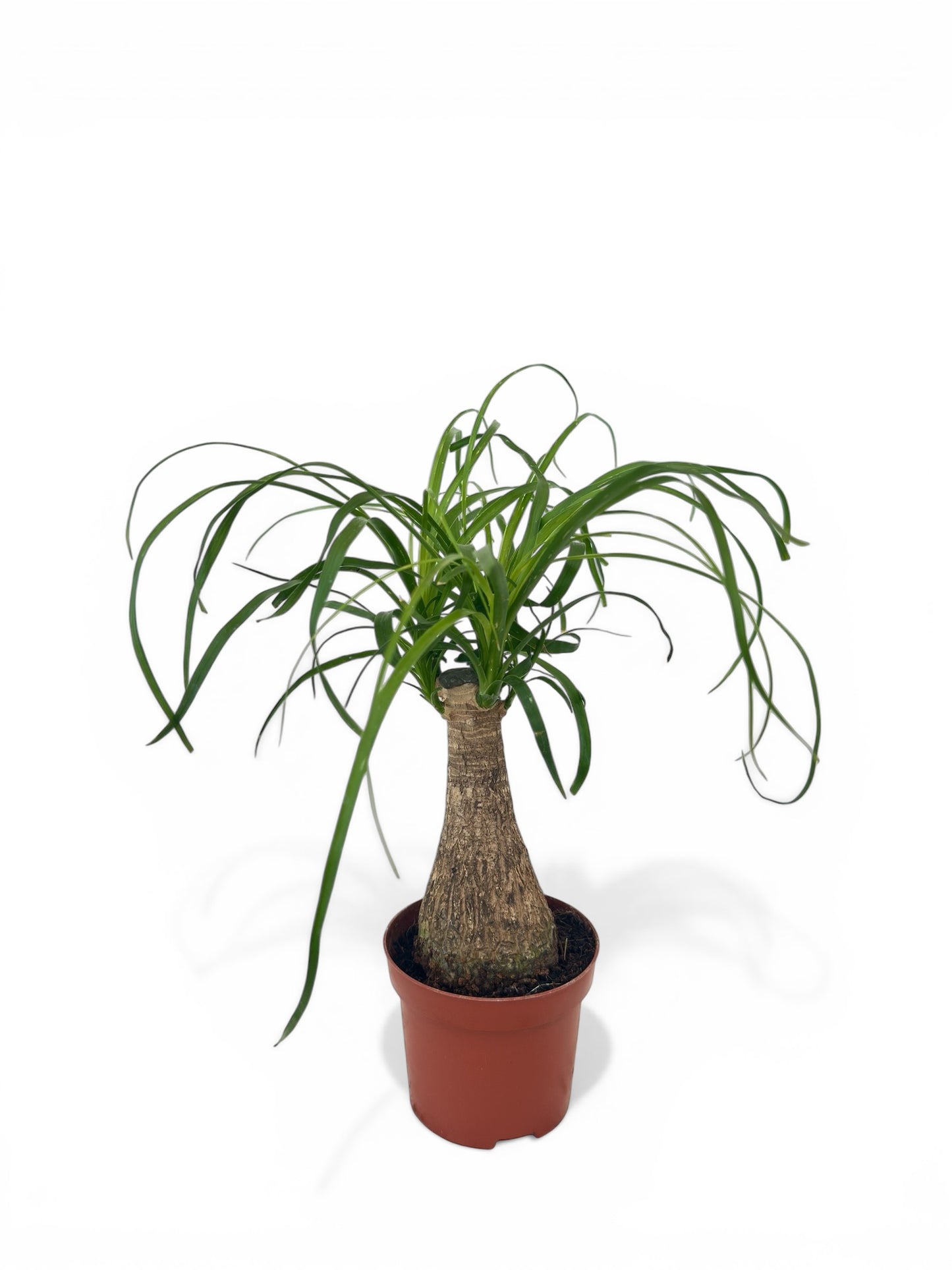 Μπουκαρνέα - Beaucarnea recurvata Φ9εκ.