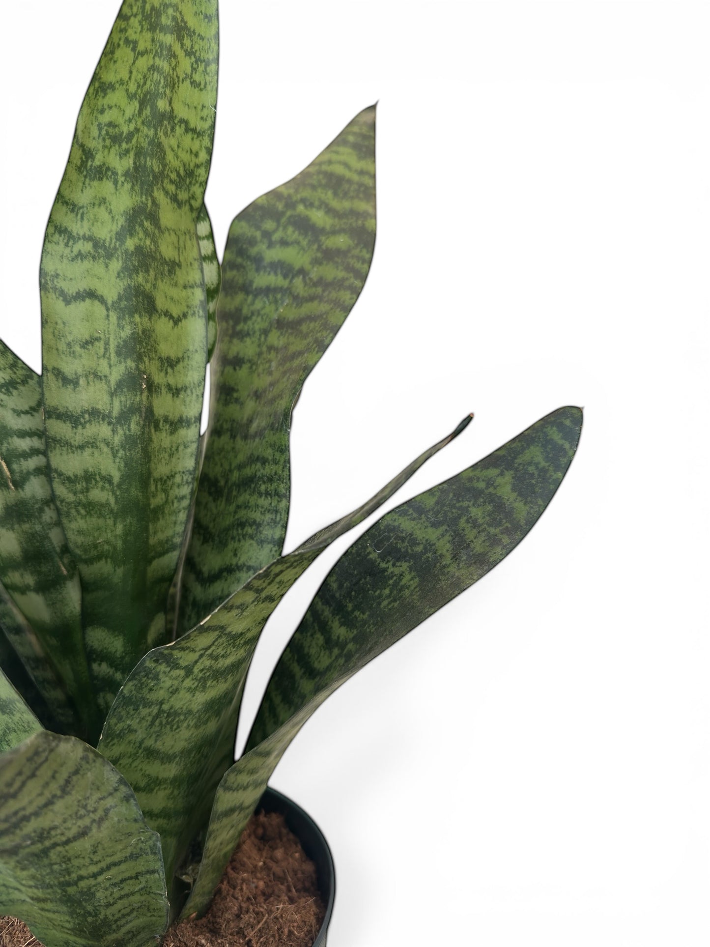Σανσεβιέρια Ζεϊλάνικα - Sansevieria zeylanica Φ17εκ.
