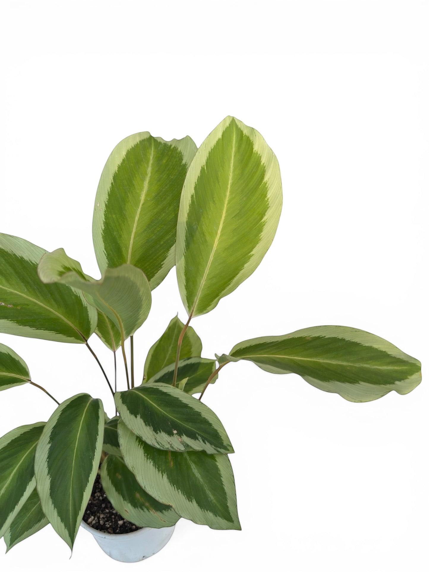 Καλαθέα Calathea Bicajoux Gekko (Goeppertia) Φ14εκ.
