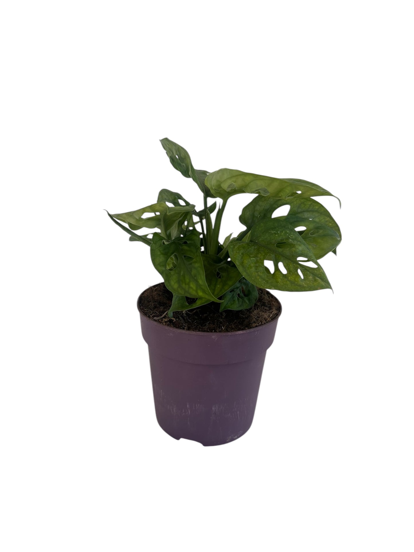 Monstera Monkey Leaf