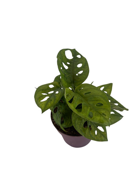 Monstera Monkey Leaf