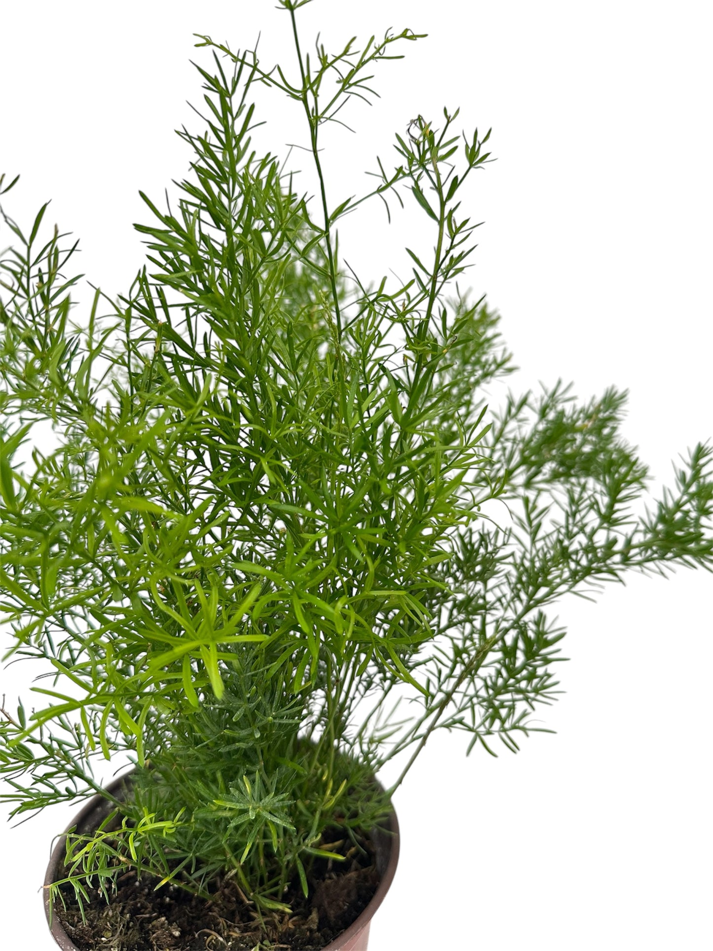 Σπαράγγι – Asparagus densiflorous “Sprengeri” Φ14