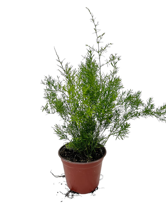 Σπαράγγι – Asparagus densiflorous “Sprengeri” Φ14