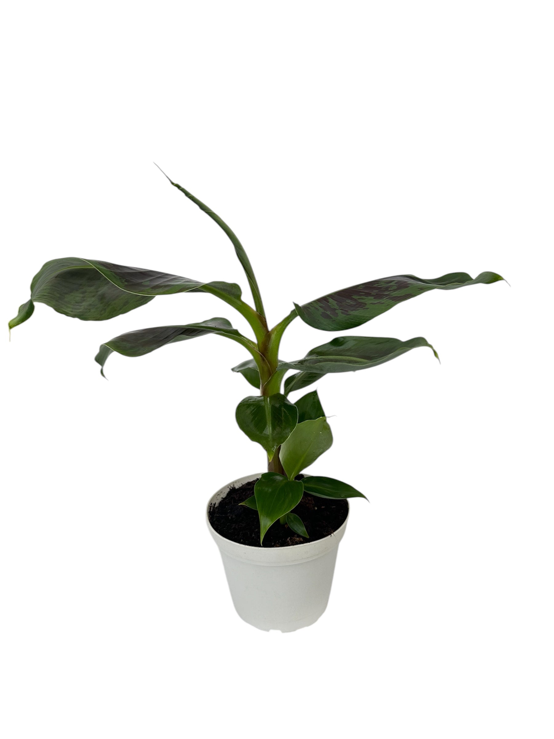 Μπανανιά – Musa tropicana Φ15