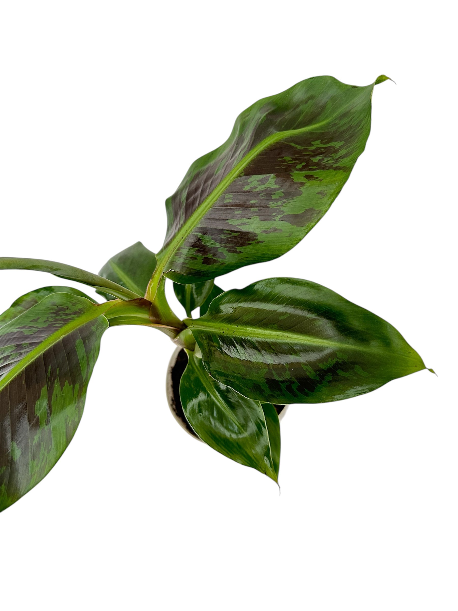 Μπανανιά – Musa tropicana Φ15