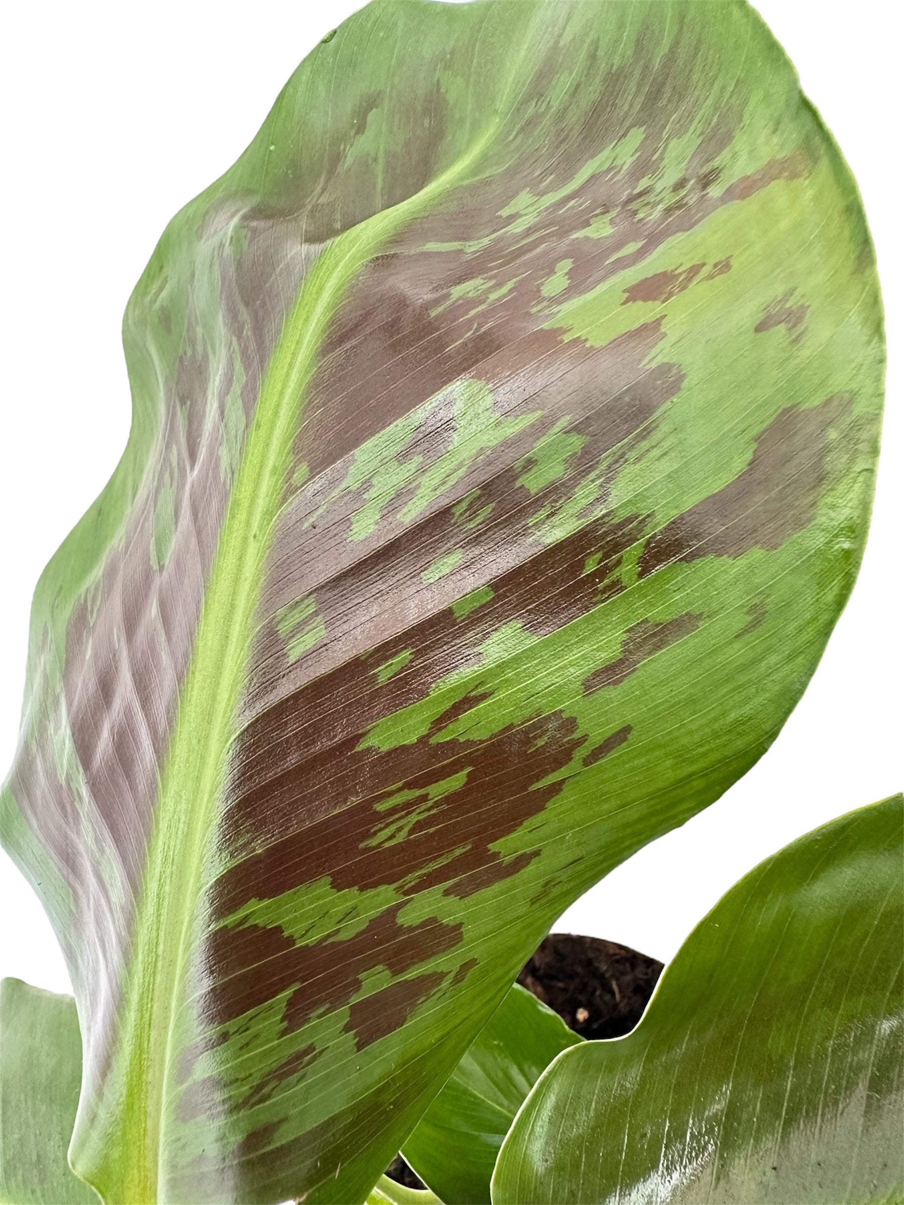 Μπανανιά – Musa tropicana Φ15