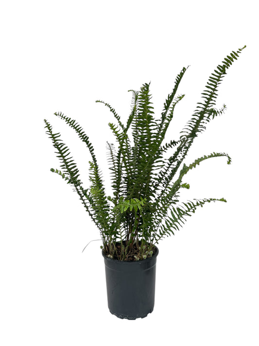 Φτέρη – Nephrolepis exaltata Φ16