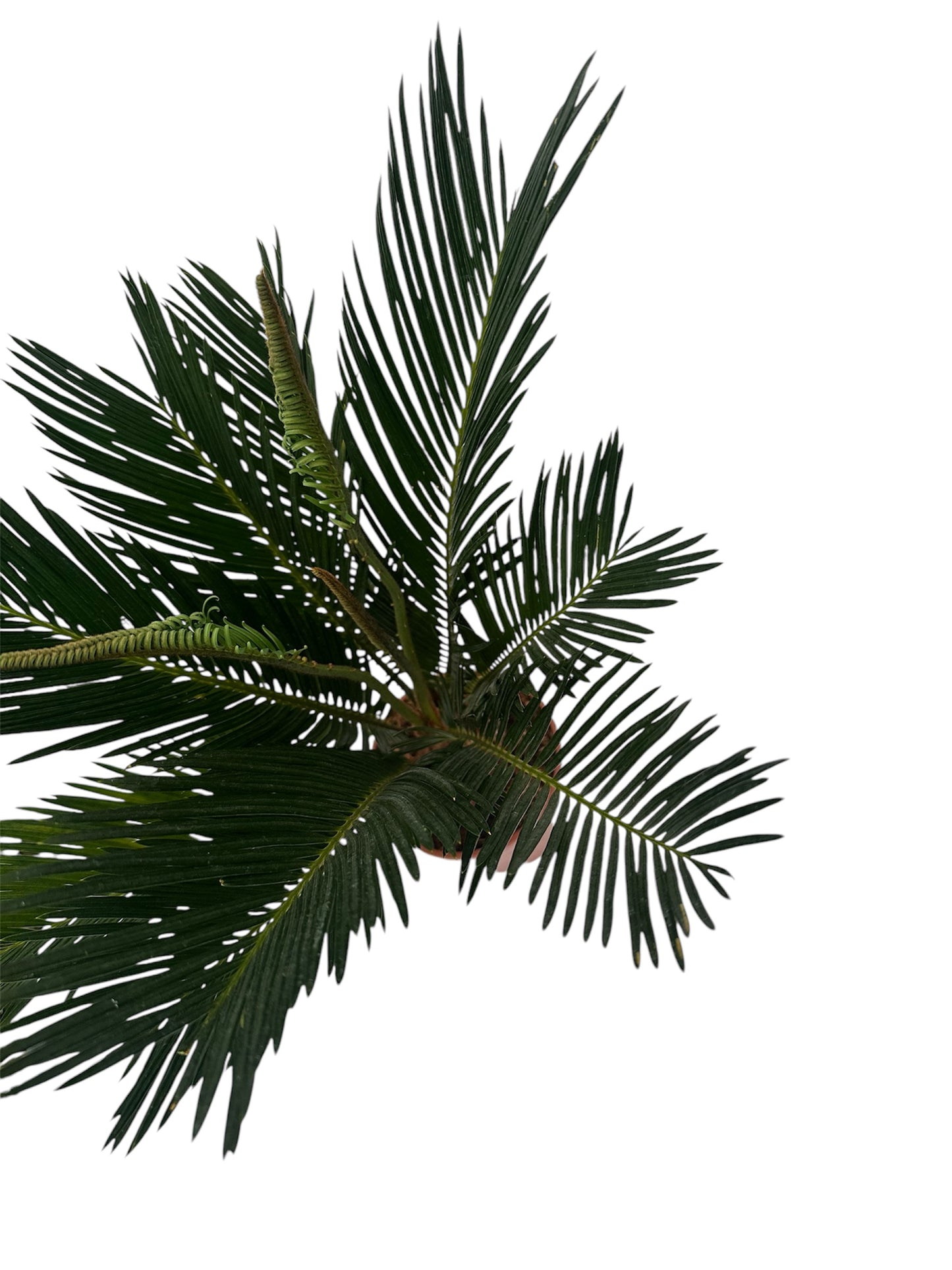 Τσίκας - Cycas Revoluta Φ11