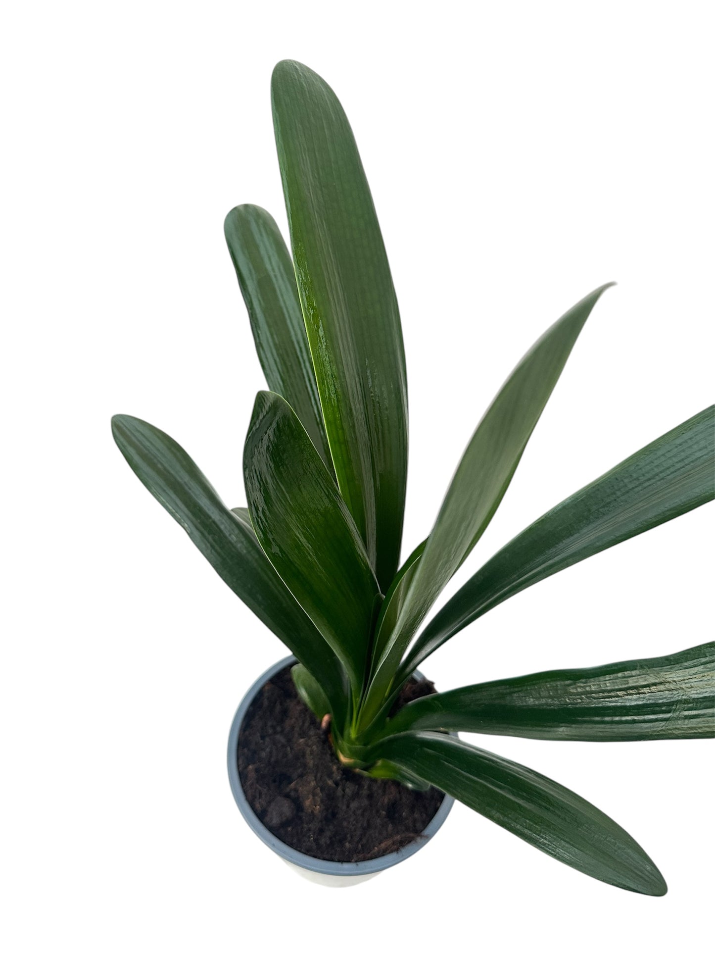 ΚΛΙΒΙΑ - Clivia miniata Φ11