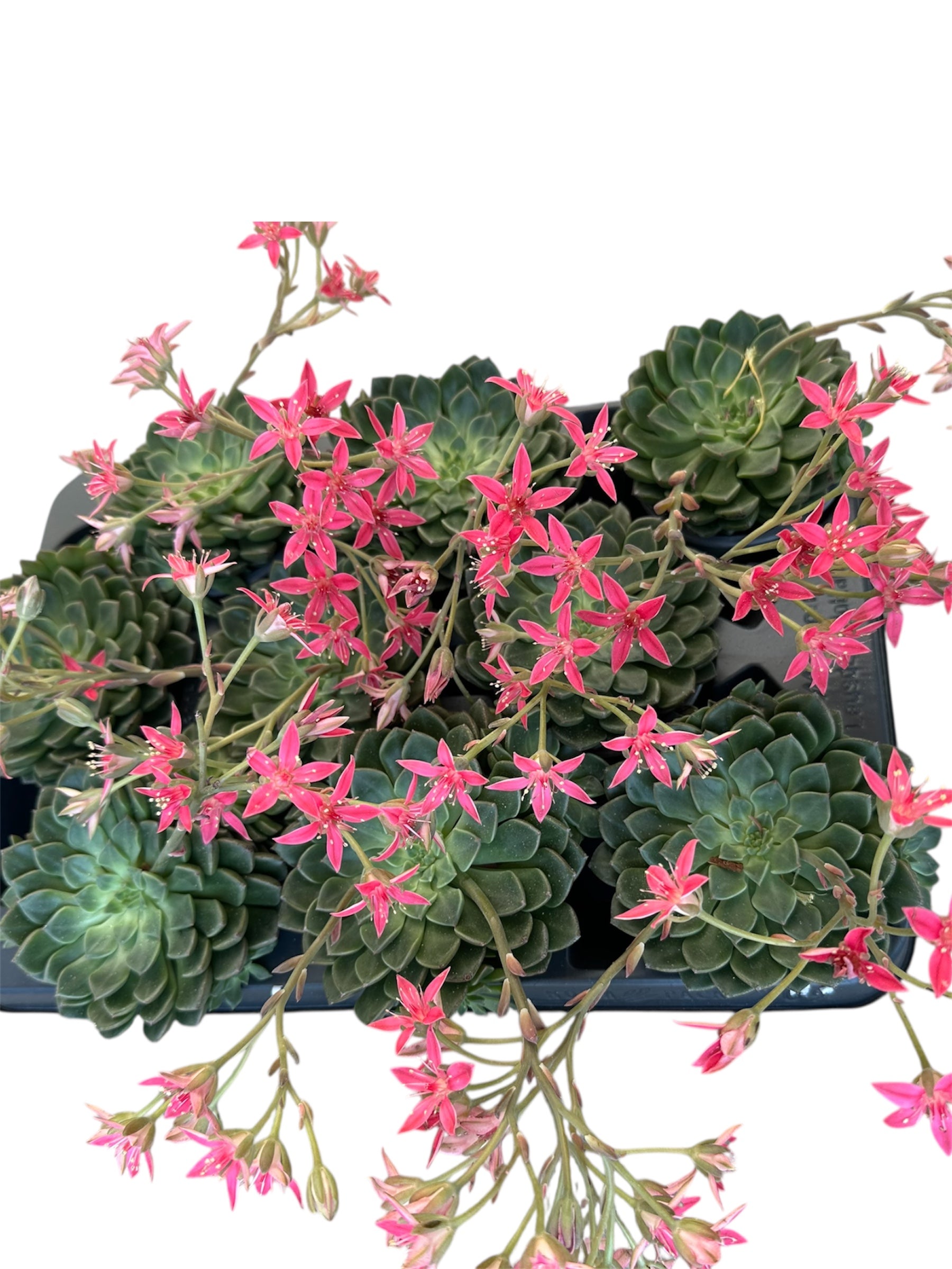 Γραπτοπέταλο Graptopetalum bellum Φ8 (χωρίς άνθος)