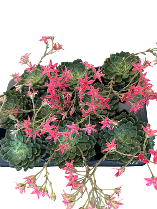 Γραπτοπέταλο Graptopetalum bellum Φ8 (χωρίς άνθος)