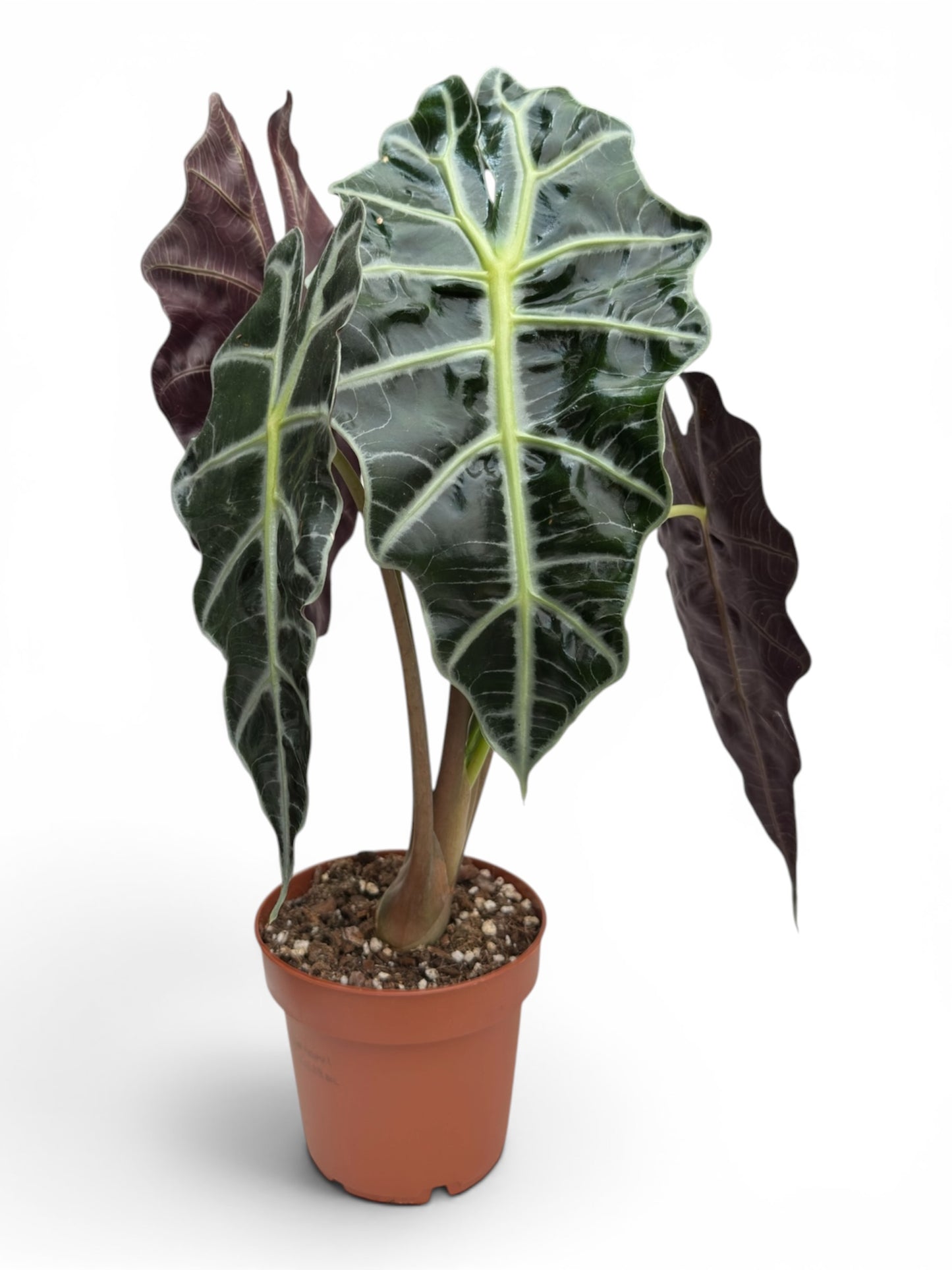 Αλοκάσια Αμαζόνικα (Alocasia Amazonica polly) Φ12εκ.
