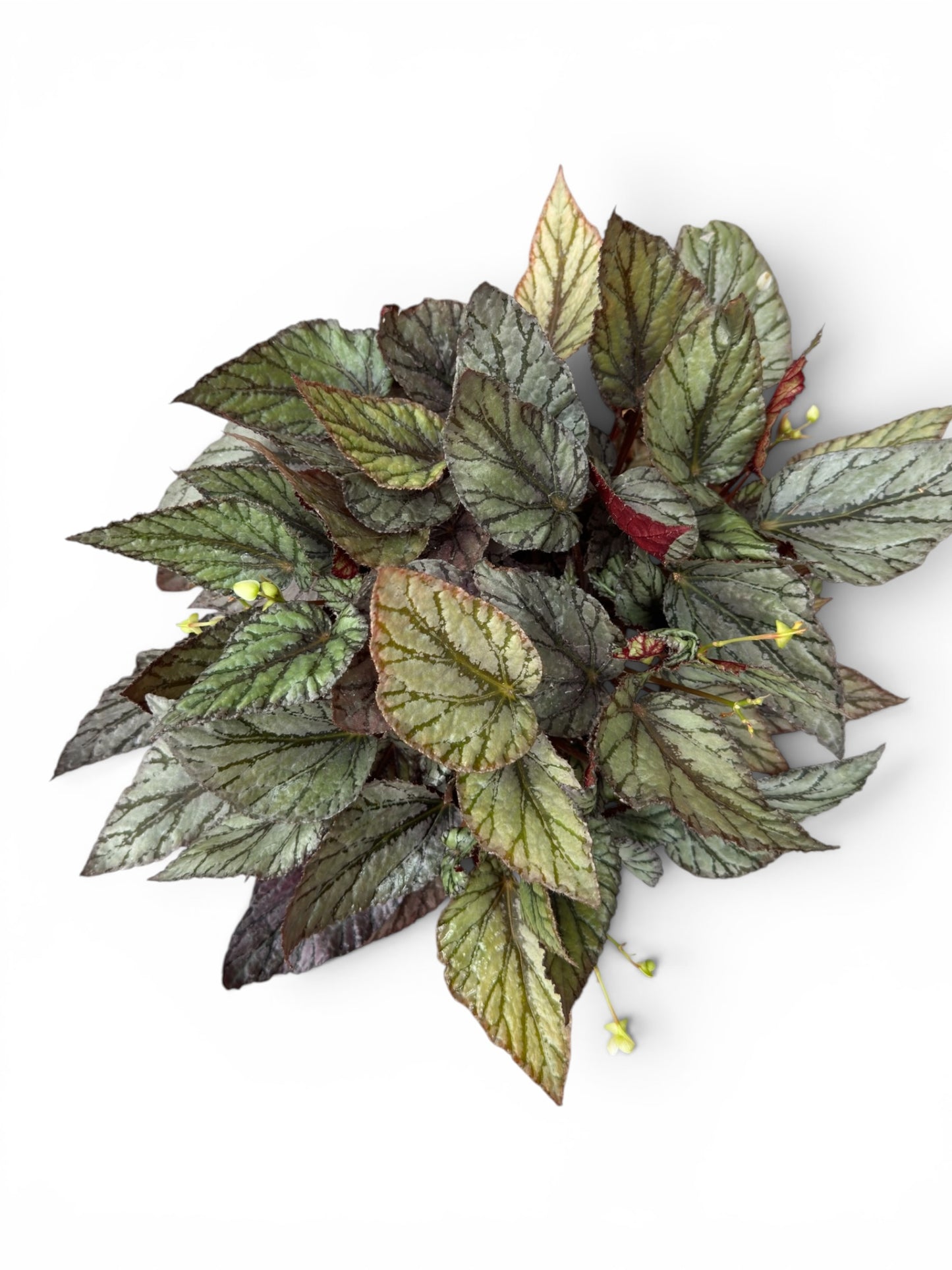 Μπιγγόνια begonia rex hugh mclauchlan Φ17εκ.