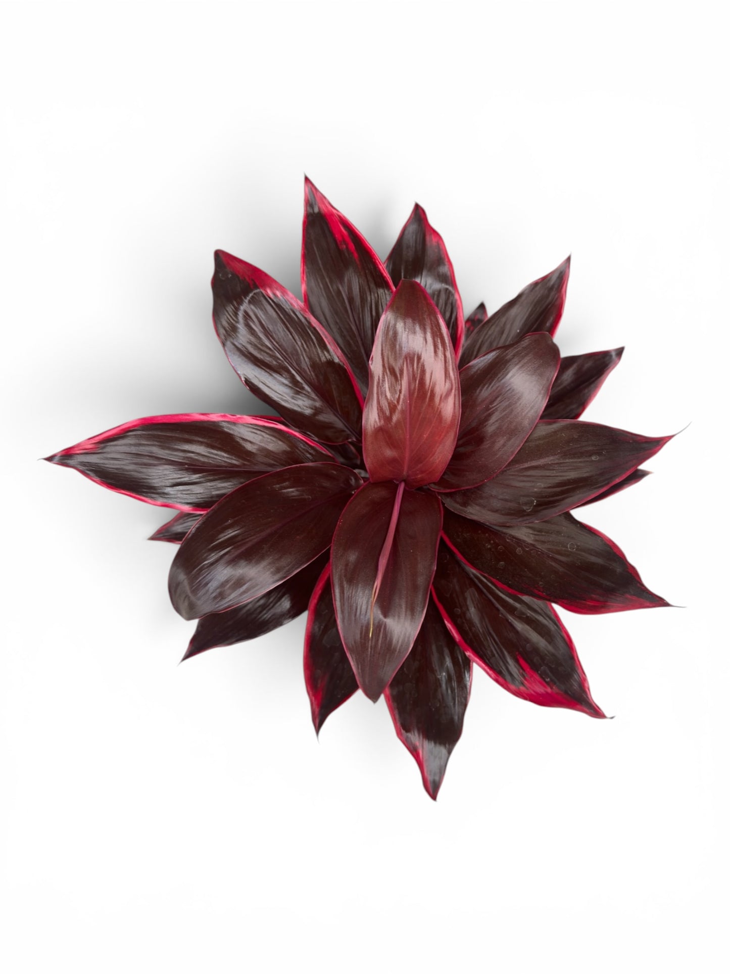 Δράκαινα Cordyline fruticosa Φ13εκ.