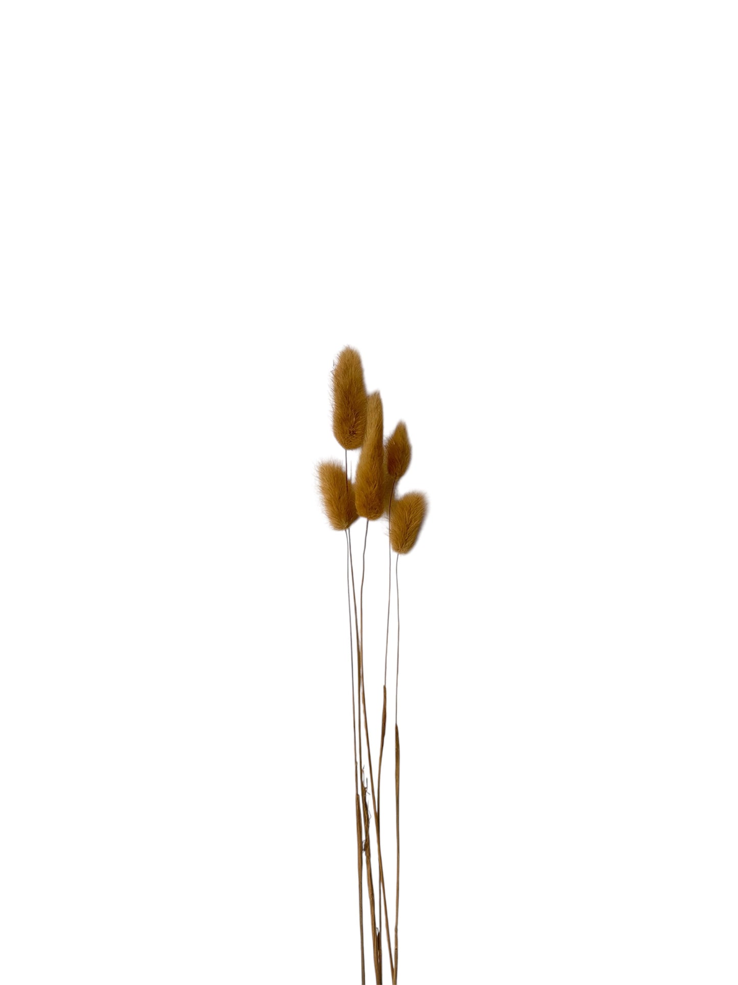 Bunny Tails Natural 40–50εκ. – Αποξηραμένα Κλαδιά (5 τεμ.)