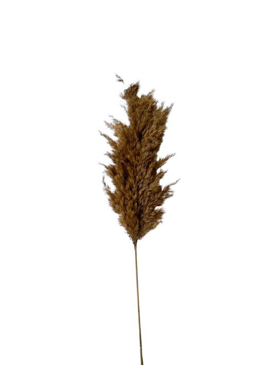 Cortaderia Fluffy Pampas Φυσικό 65–70εκ. αποξηραμένο κλαδί (1 τεμ.)