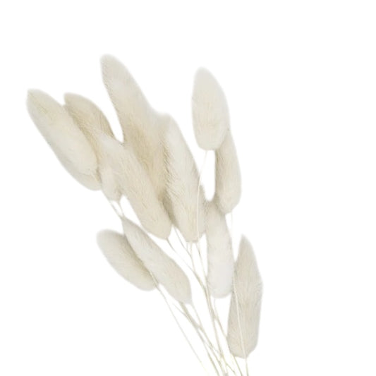 Bunny Tails λευκό 40–50εκ. – Αποξηραμένα Κλαδιά (5 τεμ.)