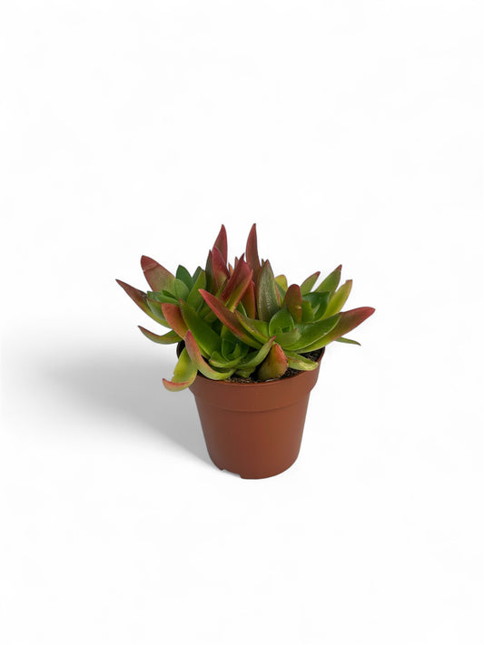 Παχύφυτο Crassula capitella 'Campfire' Φ8.5