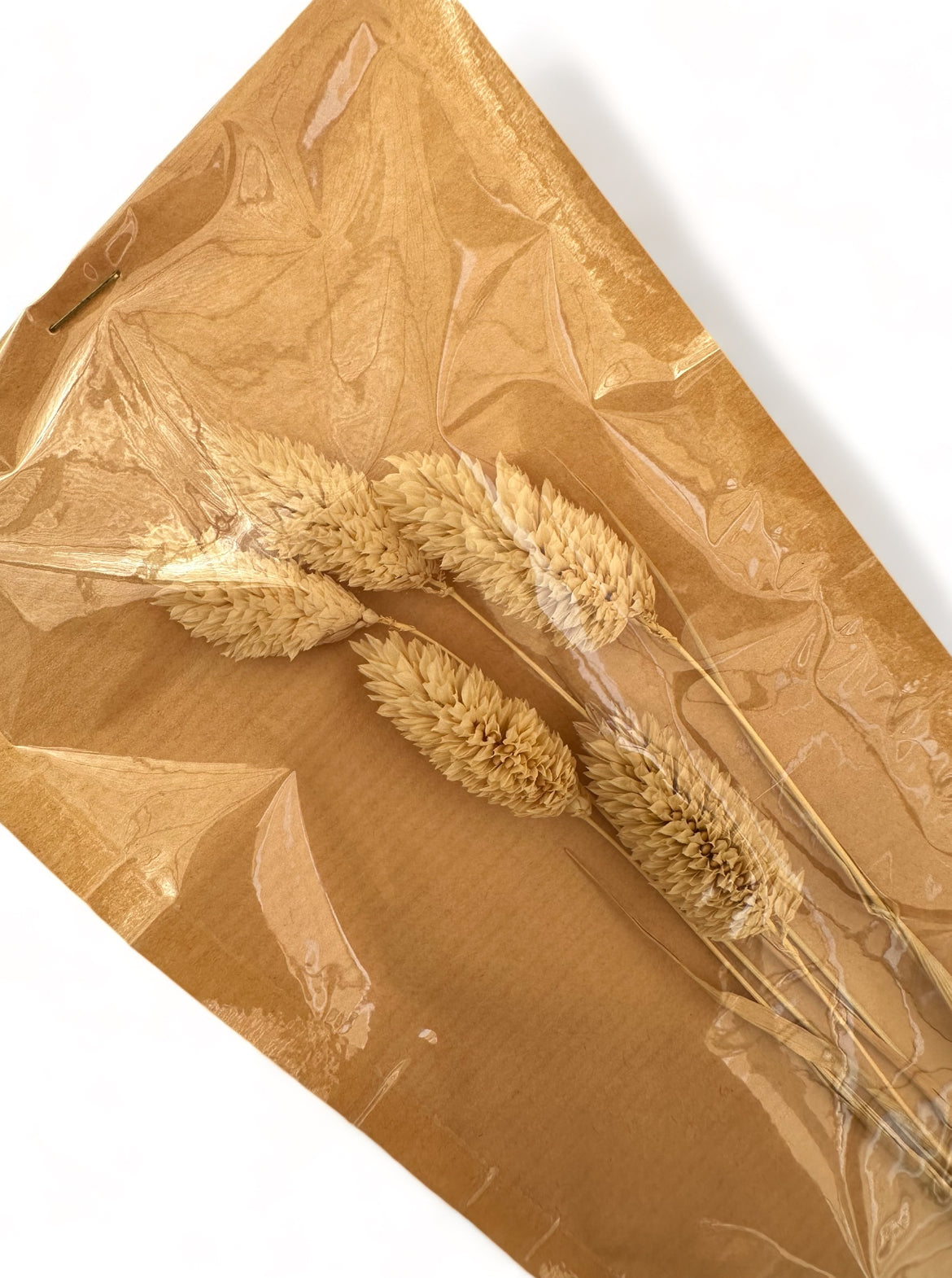 Phalaris 60εκ. Αποξηραμένο κλαδί Natural