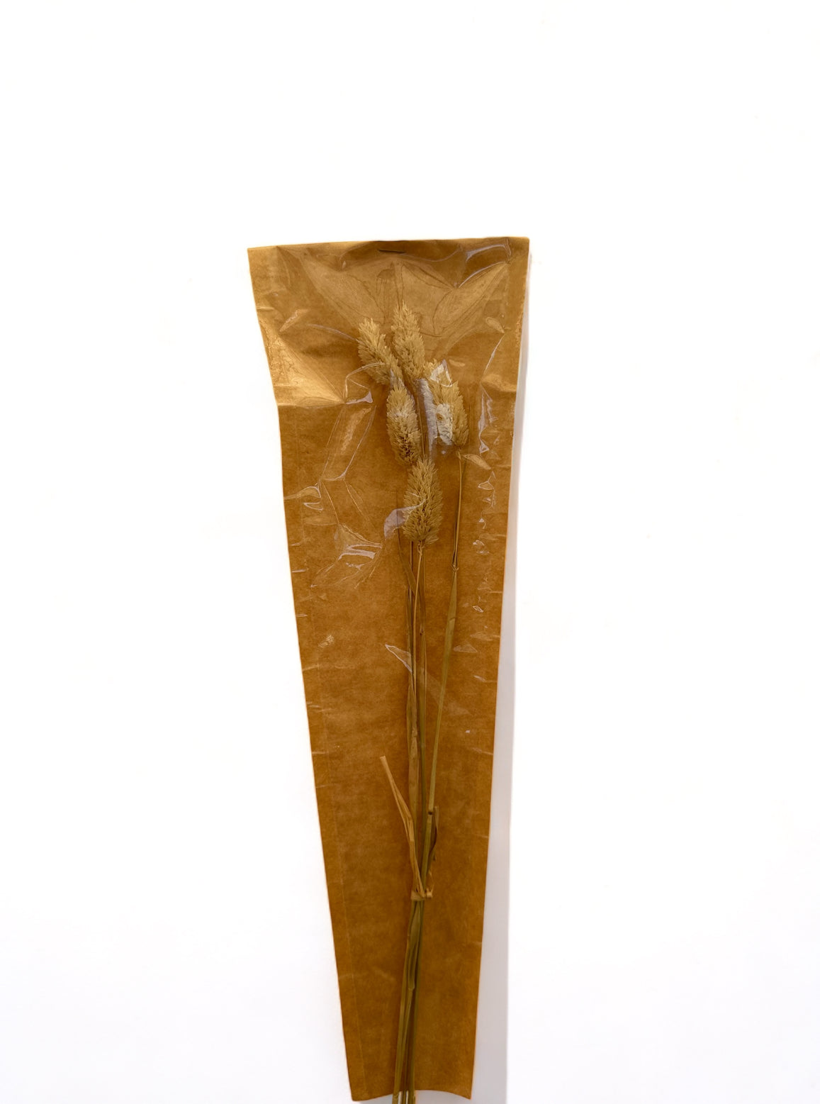 Phalaris 60εκ. Αποξηραμένο κλαδί Natural