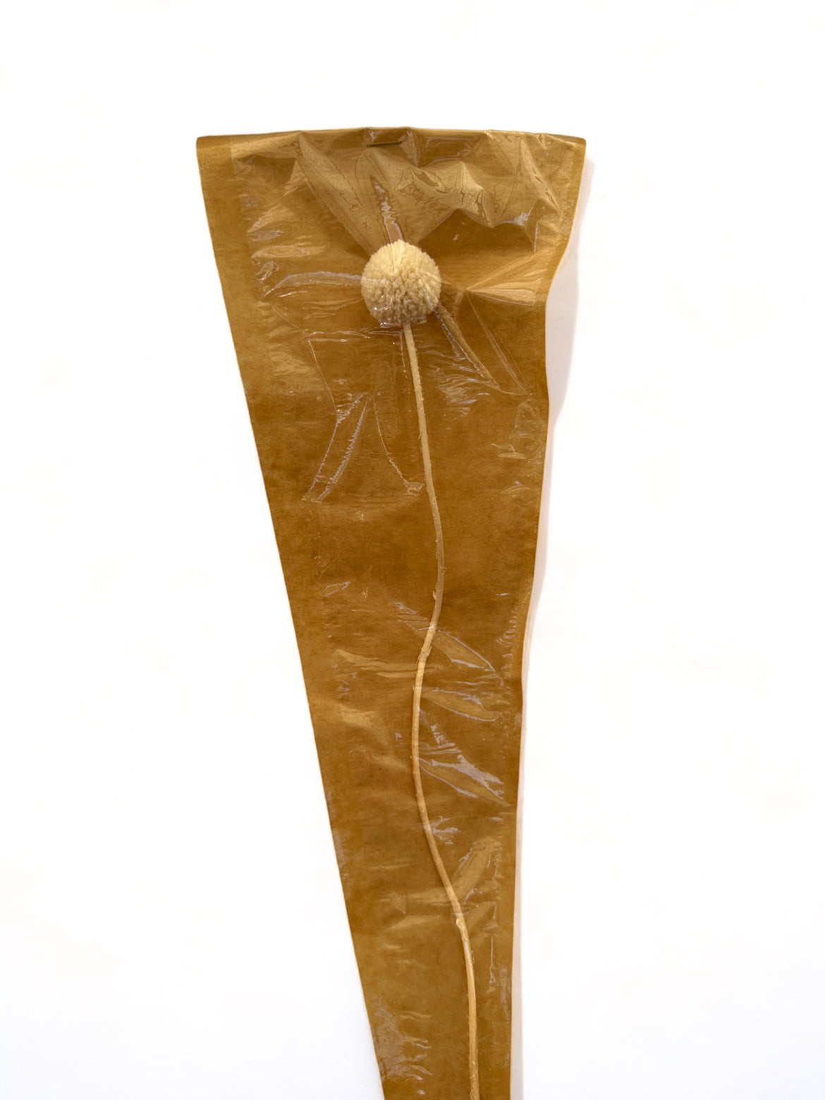 Preserved Craspedia 35~40εκ. αποξηραμένο Κλαδί White