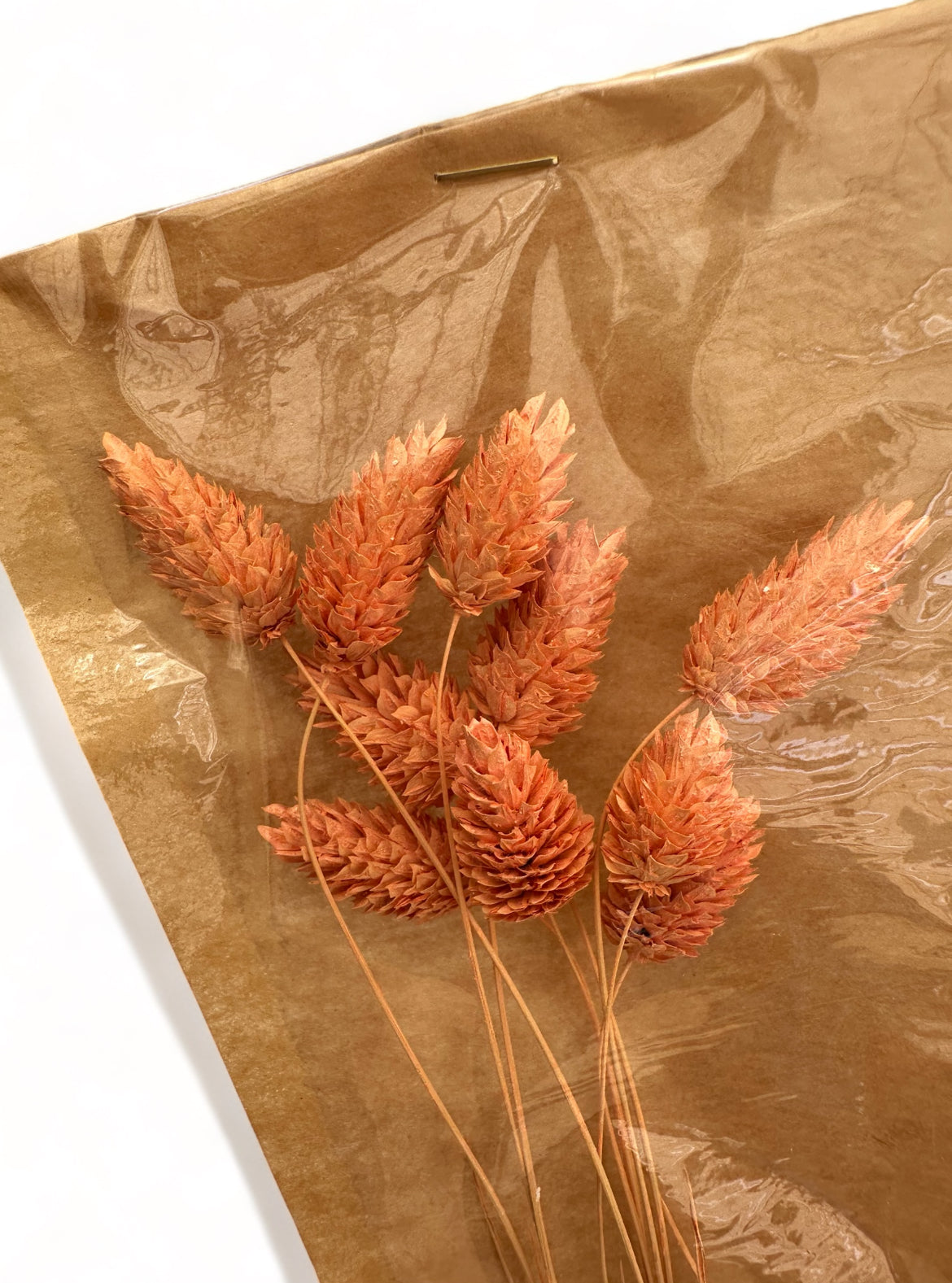 Phalaris 60εκ. Αποξηραμένο κλαδί Ροδακινί