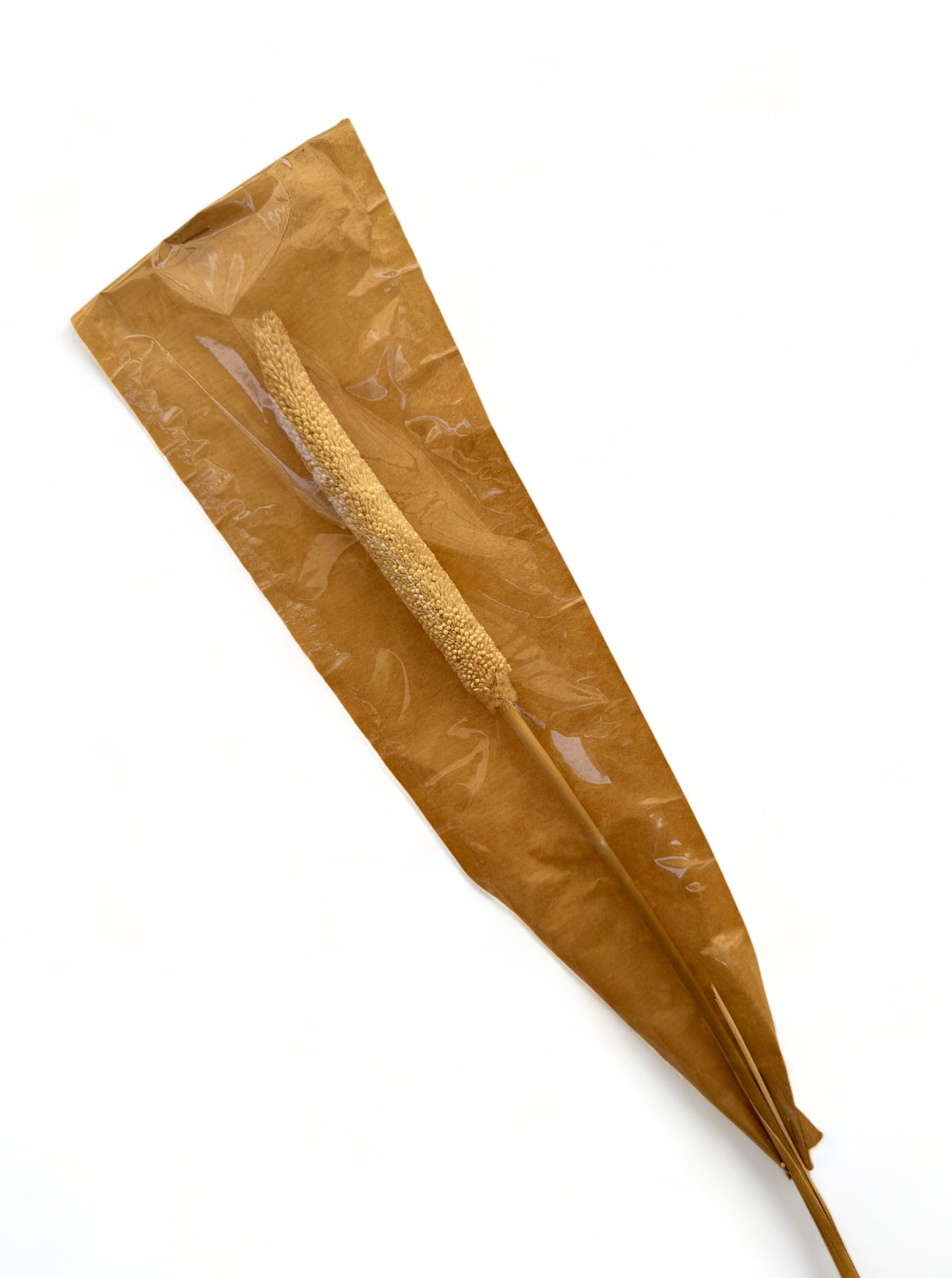 Babala bleached αποξηραμένο κλαδί