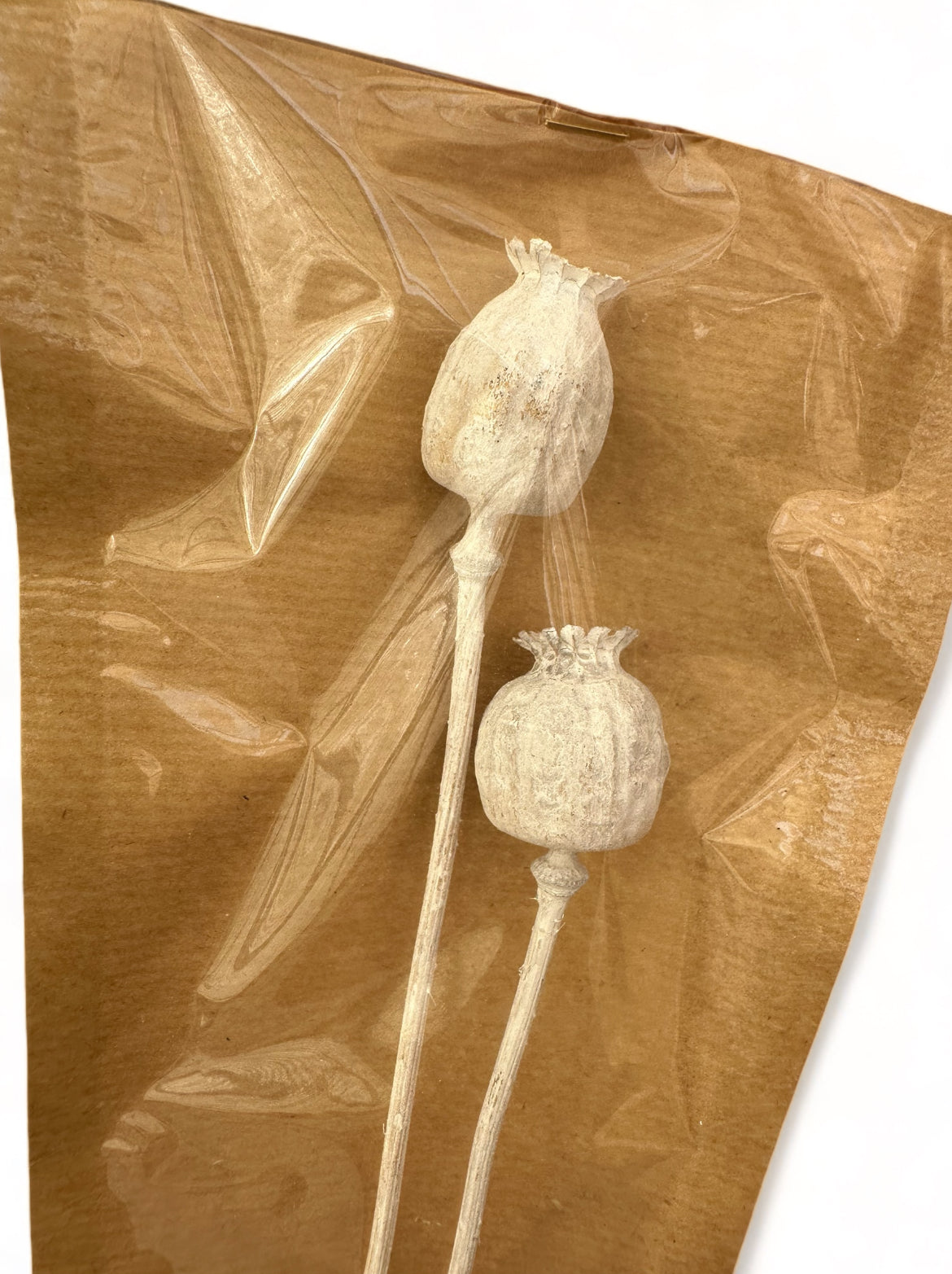 Papaver Bleached αποξηραμένο κλαδί