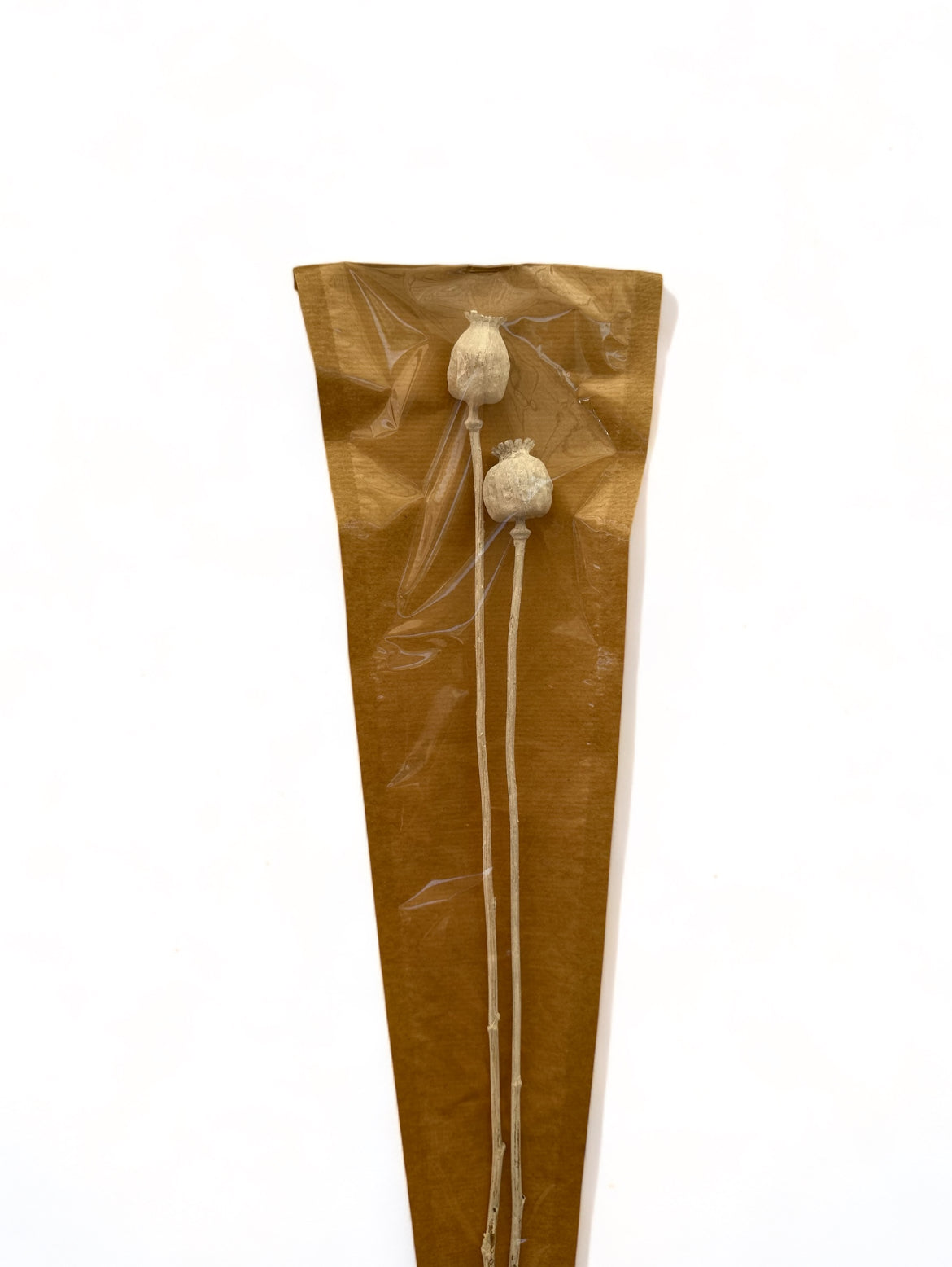 Papaver Bleached αποξηραμένο κλαδί
