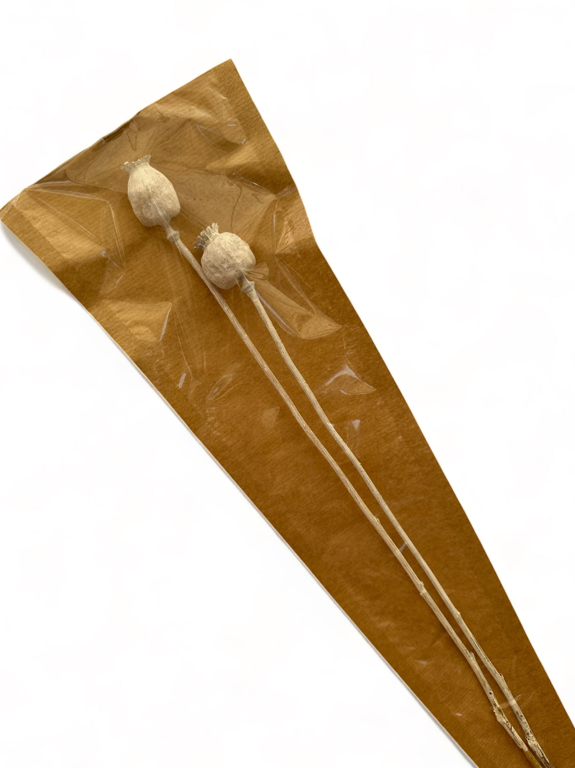 Papaver Bleached αποξηραμένο κλαδί