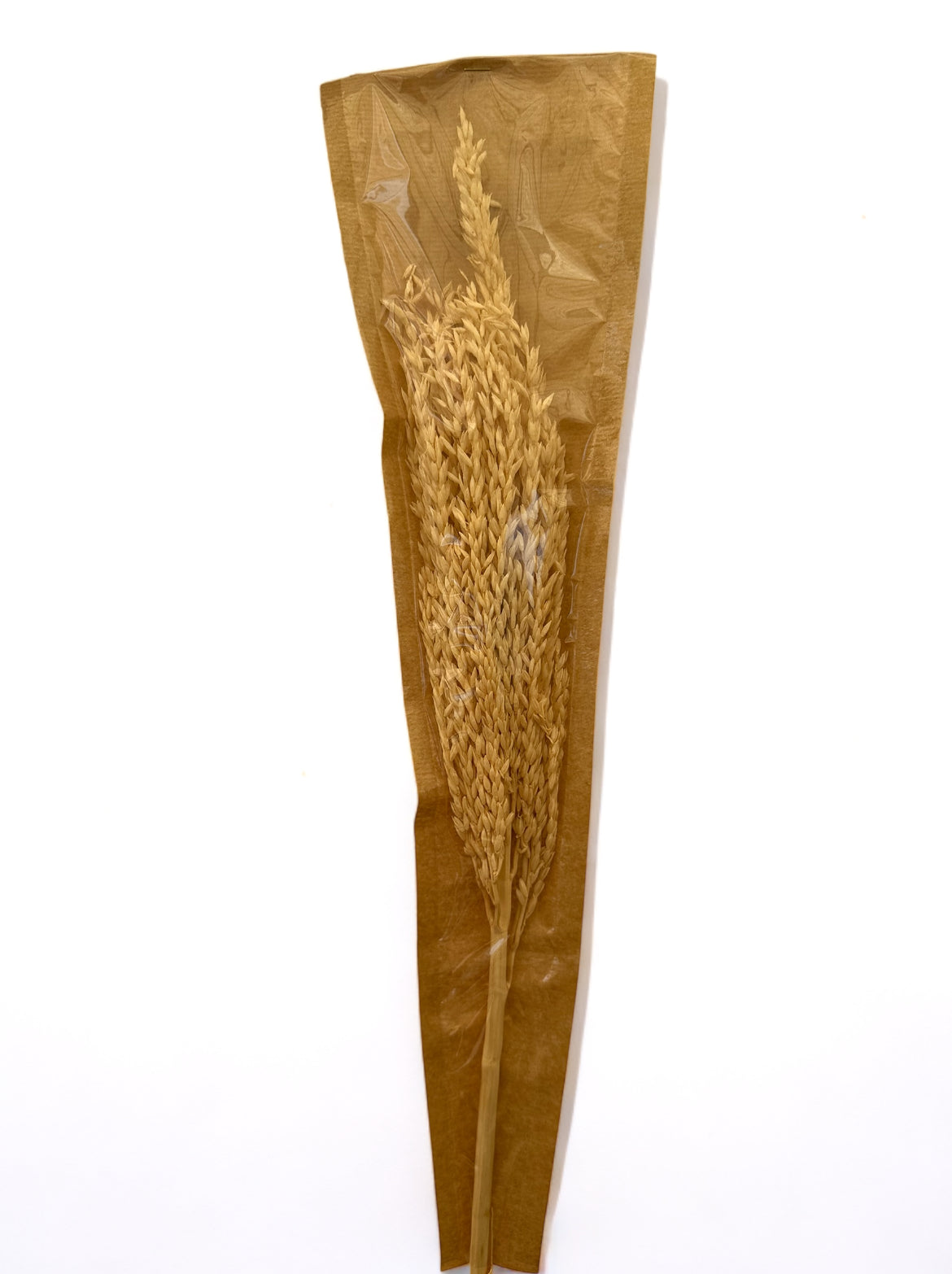 Mais Bleached αποξηραμένο κλαδί