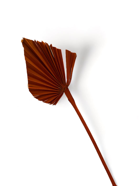 Palm πορτοκαλί αποξηραμένο κλαδί