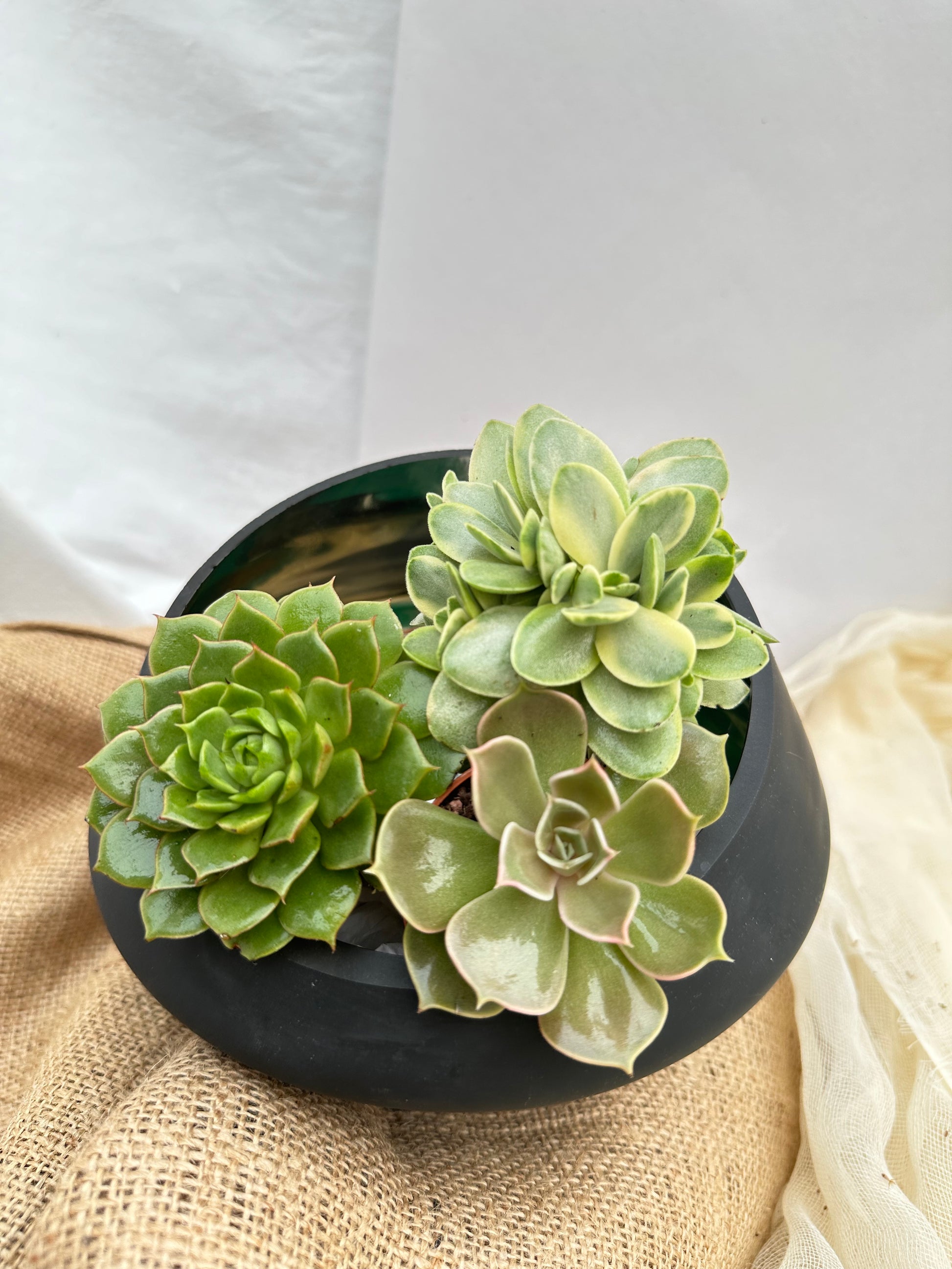 Γυάλινο κασπώ ασύμμετρο μαύρο - χρυσό 20*14