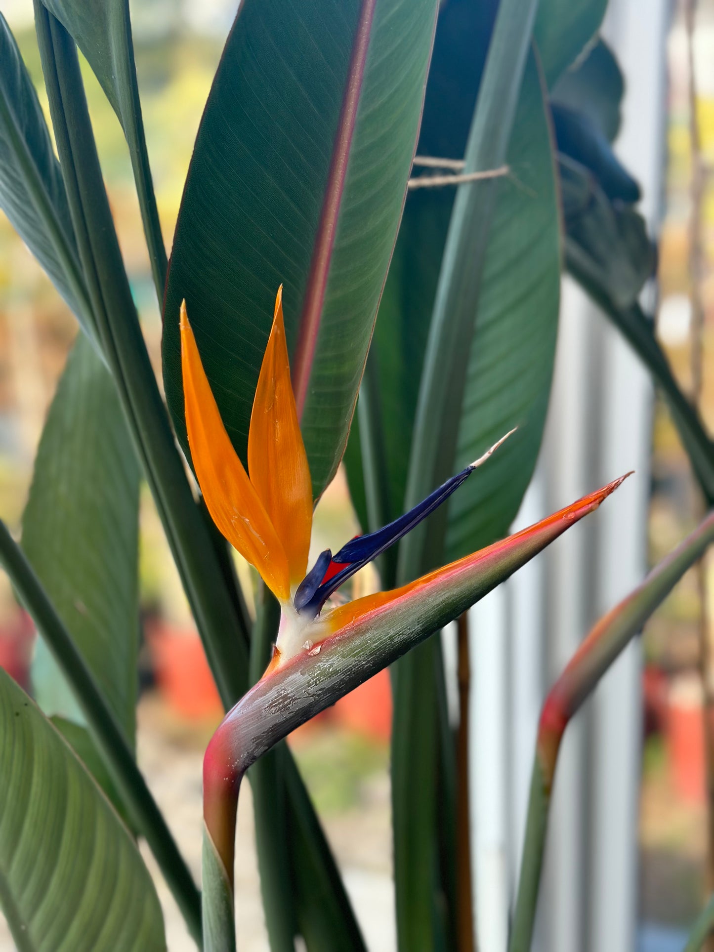 Στρελίτσια Strelitzia reginae (πουλί του παραδείσου)