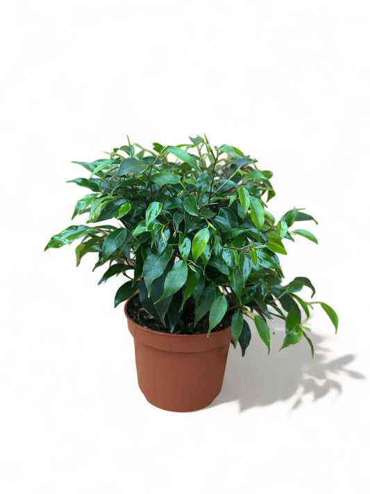 Φίκος μπένζαμιν Ficus Benjamina "Green Kinky" mini