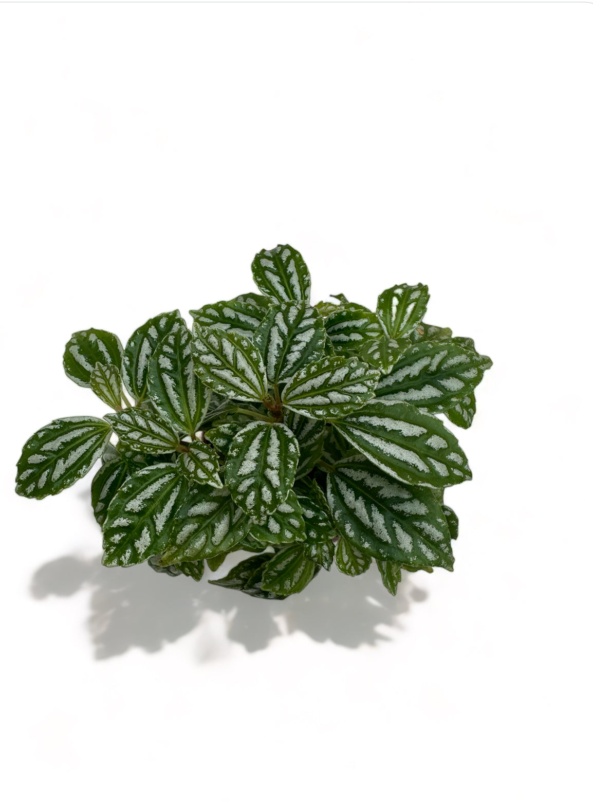 Πιλέα αλουμινόχορτο Pilea cadieri