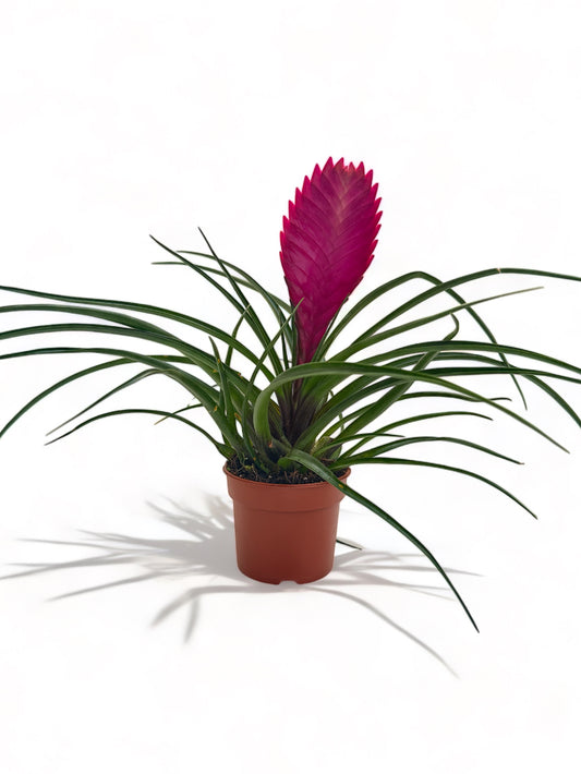 Τιλάντσια η κυανή Tillandsia Cyanea