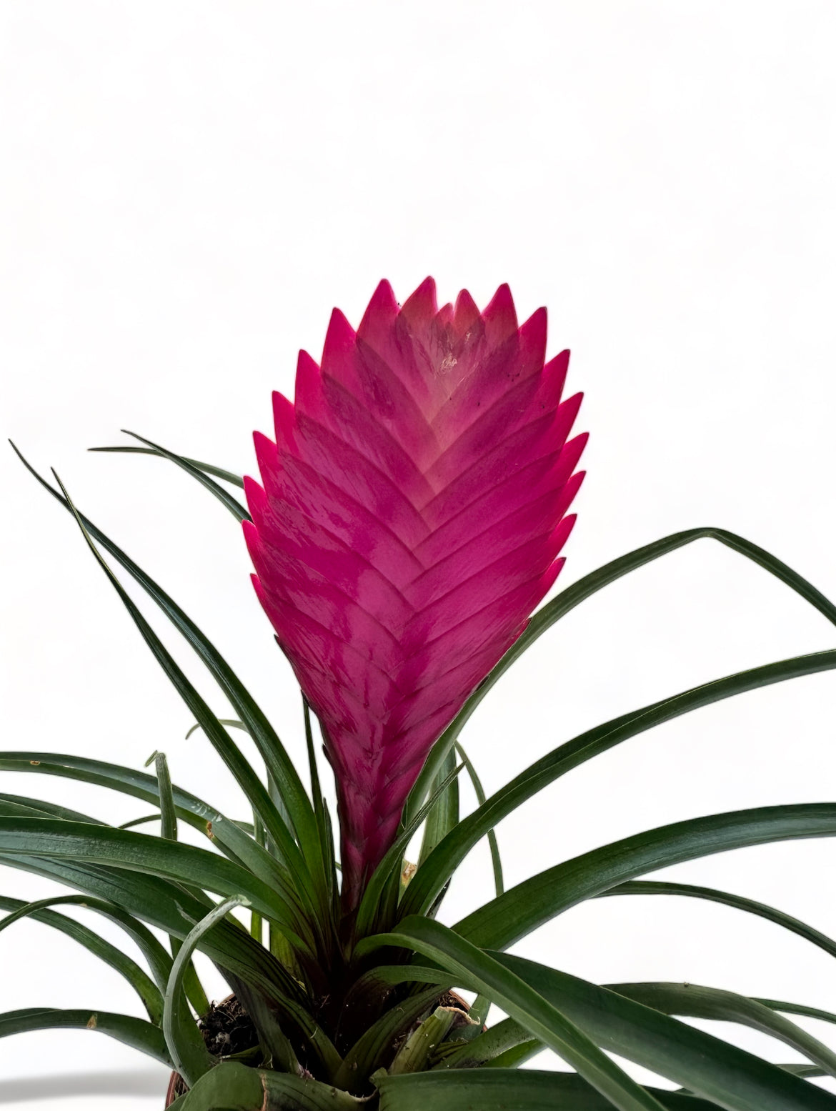 Τιλάντσια η κυανή Tillandsia Cyanea