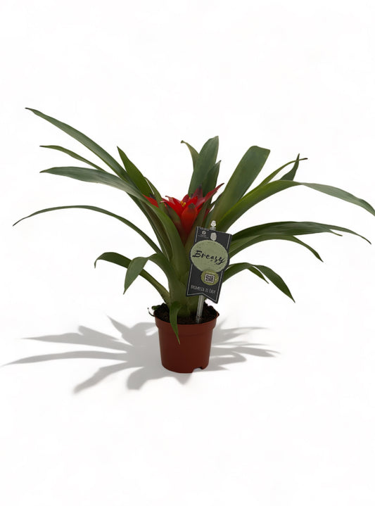 Γκουσμάνια Bromeliad Guzmania Salinas