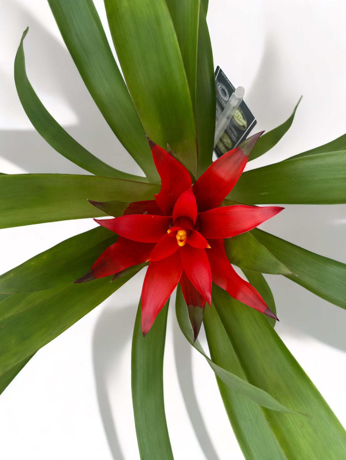 Γκουσμάνια Bromeliad Guzmania Salinas