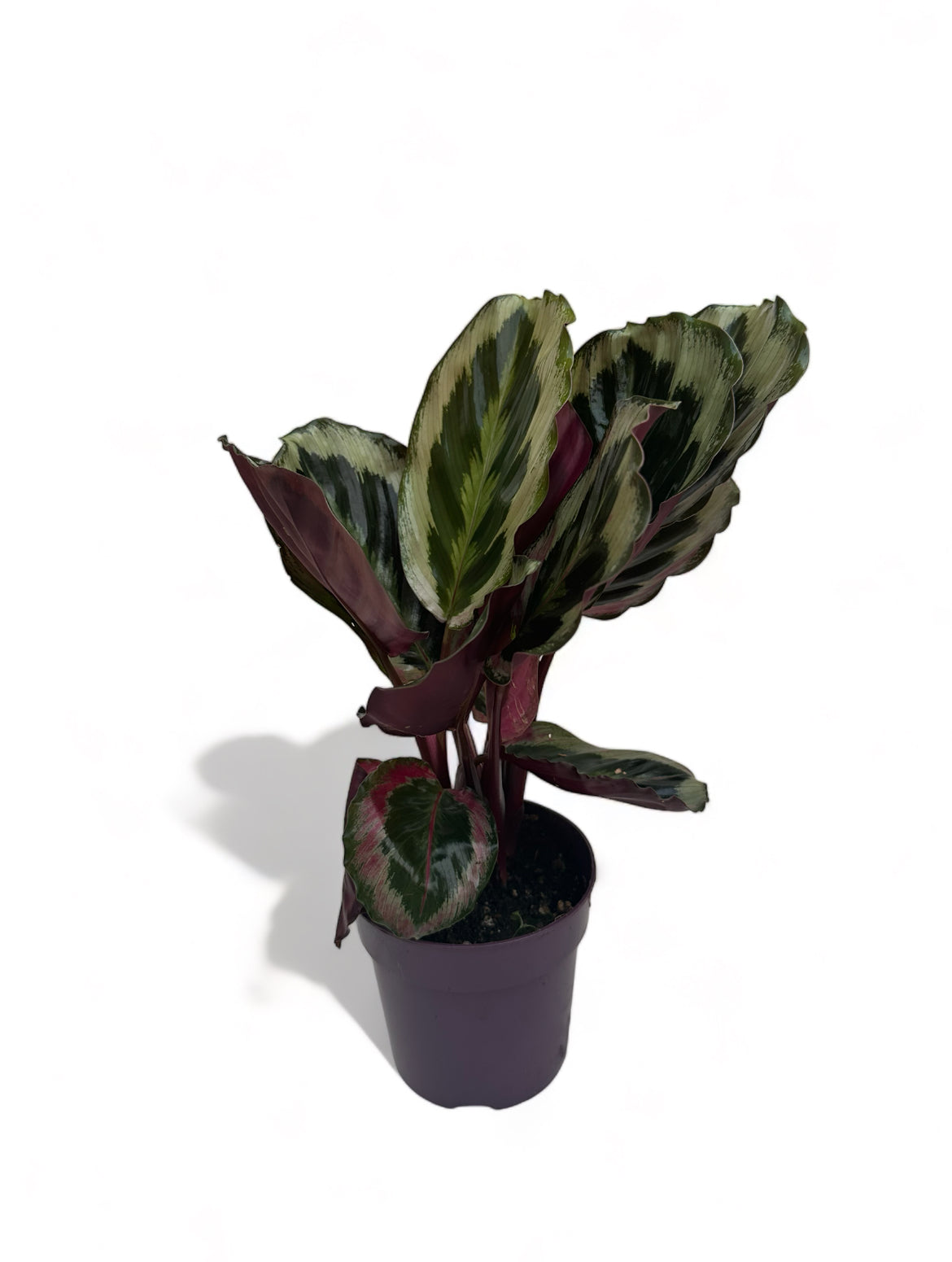 Καλαθέα Calathea Medallion