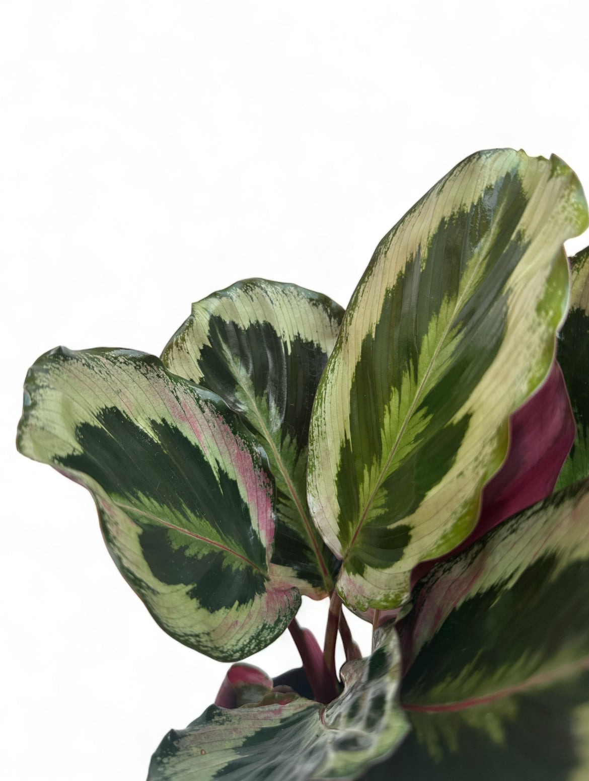 Καλαθέα Calathea Medallion